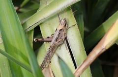 Schistocerca nitens