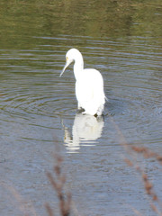 Egretta thula