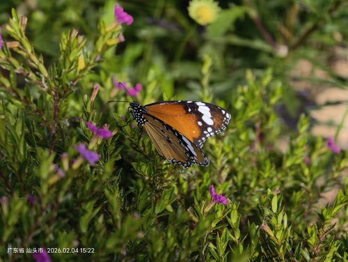 Plain Tiger Butterfly