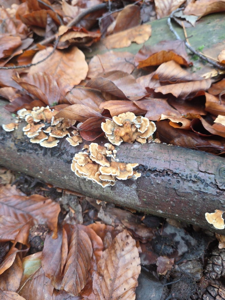 Plicatura crispa · February 2026 · photo: © pankral (iNaturalist, cc-by)
