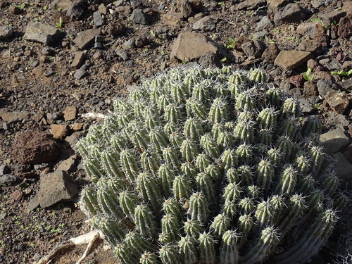 Euphorbia handiensis, photograph 4