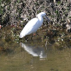 Egretta thula