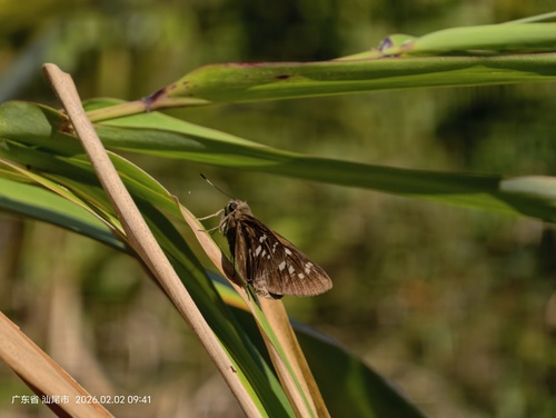 Great Swift