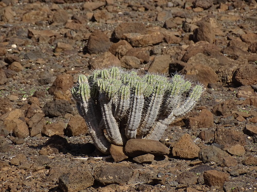 Euphorbia handiensis, photograph 6