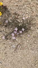 Stenotis asperuloides