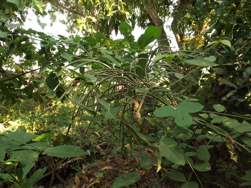 Senna hirsuta var. hirsuta