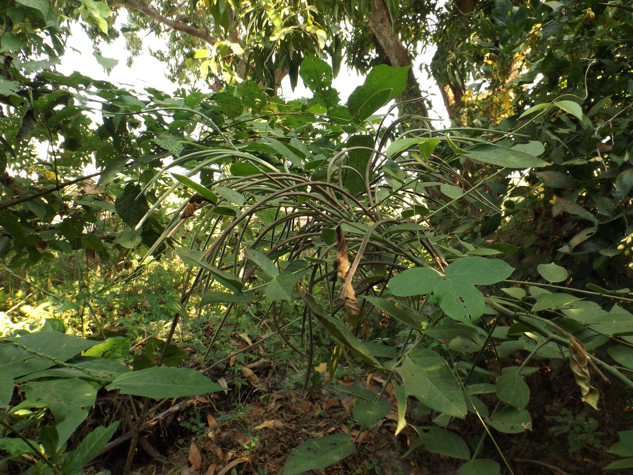 Senna hirsuta var. hirsuta