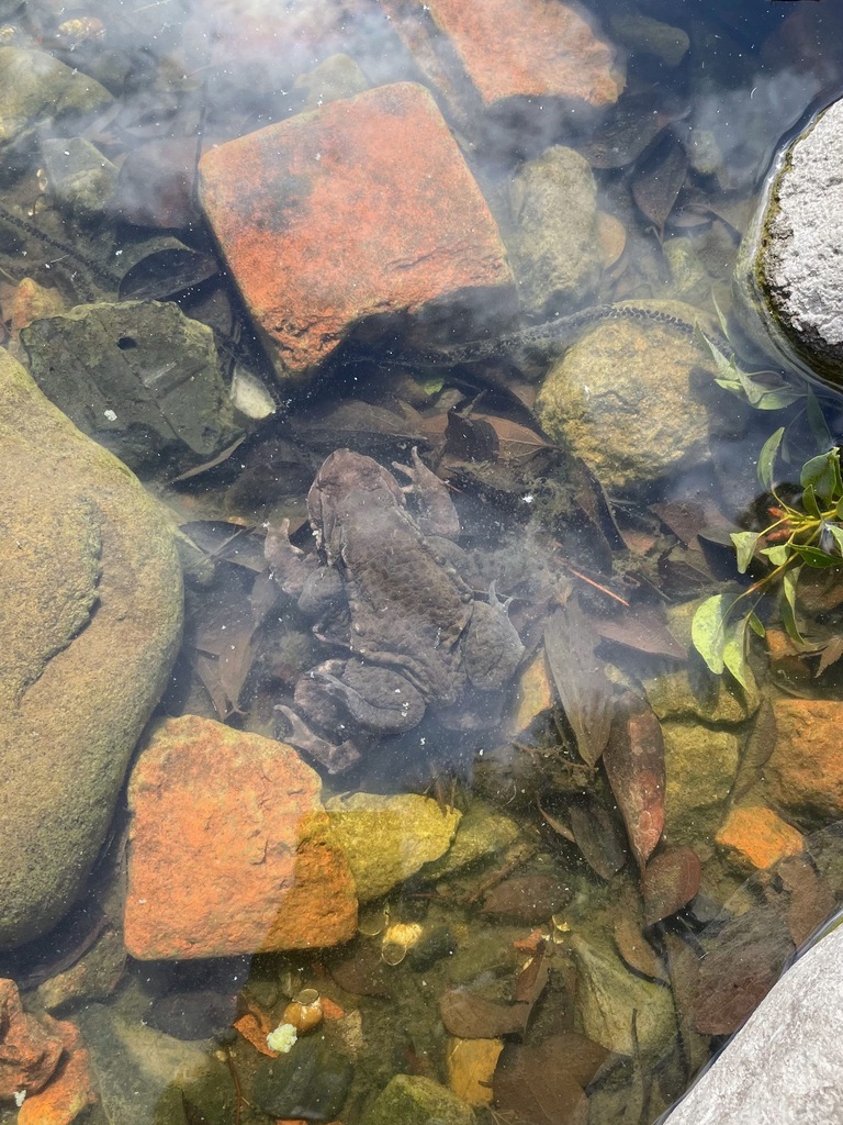 Eastern-Japanese Common Toad from Kiyosumi, Koto City, Tokyo 135-0024 ...
