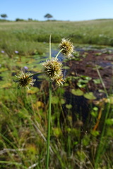 Rhynchospora holoschoenoides