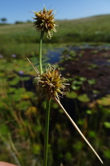 Rhynchospora holoschoenoides