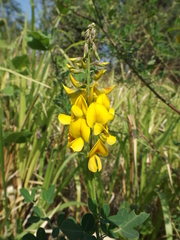 Crotalaria longirostrata