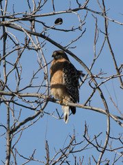 Buteo lineatus