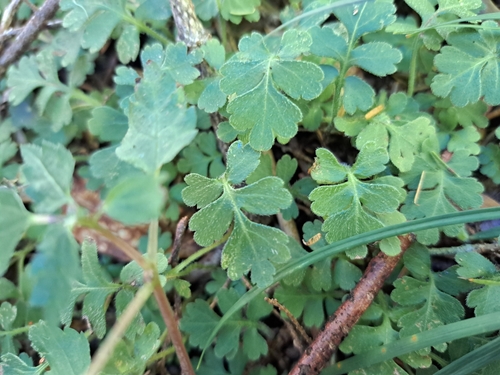 Pinnate Ellisiophyllum (Ellisiophyllum pinnatum)