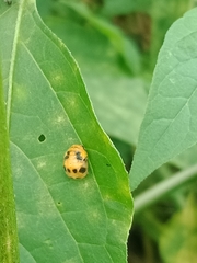 Coelophora inaequalis