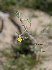 Mentzelia desertorum