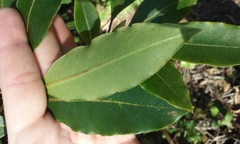Pittosporum undulatum