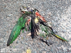 Trichoglossus moluccanus moluccanus