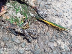 Trichoglossus moluccanus moluccanus