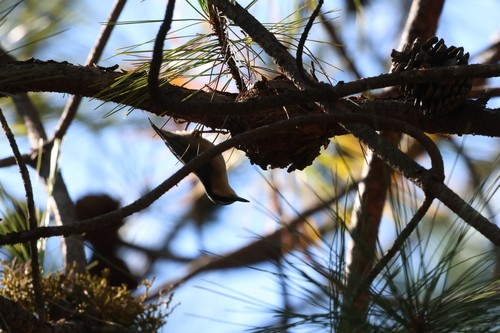 Yunnan Nuthatch