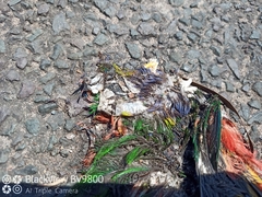 Trichoglossus moluccanus moluccanus