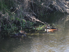 Lophodytes cucullatus