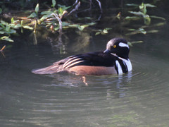 Lophodytes cucullatus