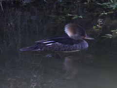 Lophodytes cucullatus