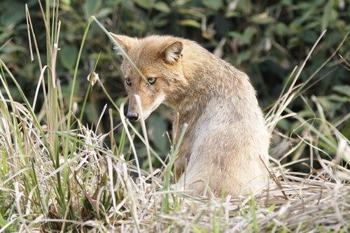 Indian Jackal