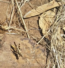 Austroicetes