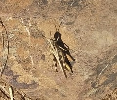 Austroicetes