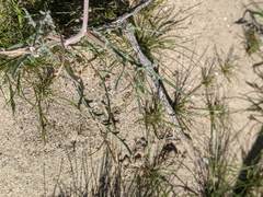 Mentzelia desertorum