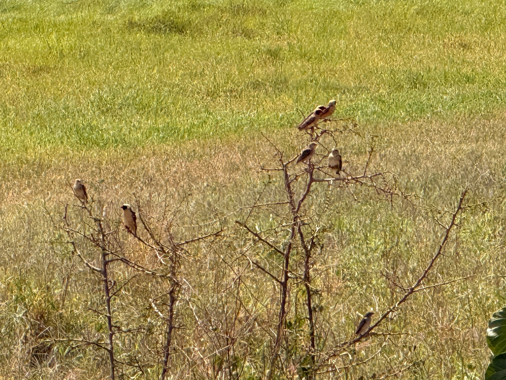 Red-billed Quelea (Quelea quelea), photo 2