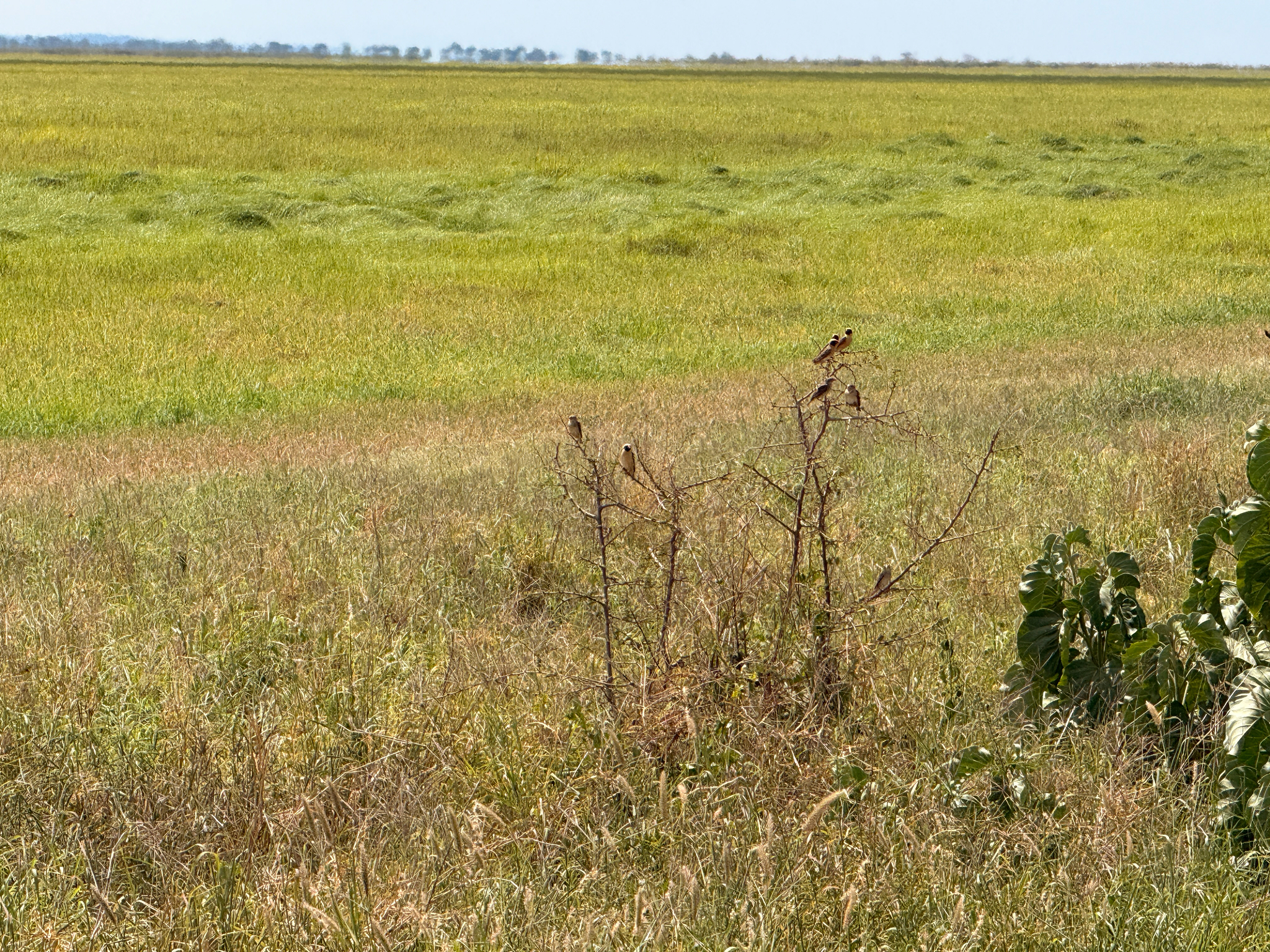 Red-billed Quelea (Quelea quelea), photo 3
