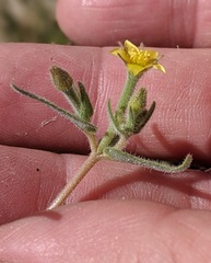 Mentzelia desertorum