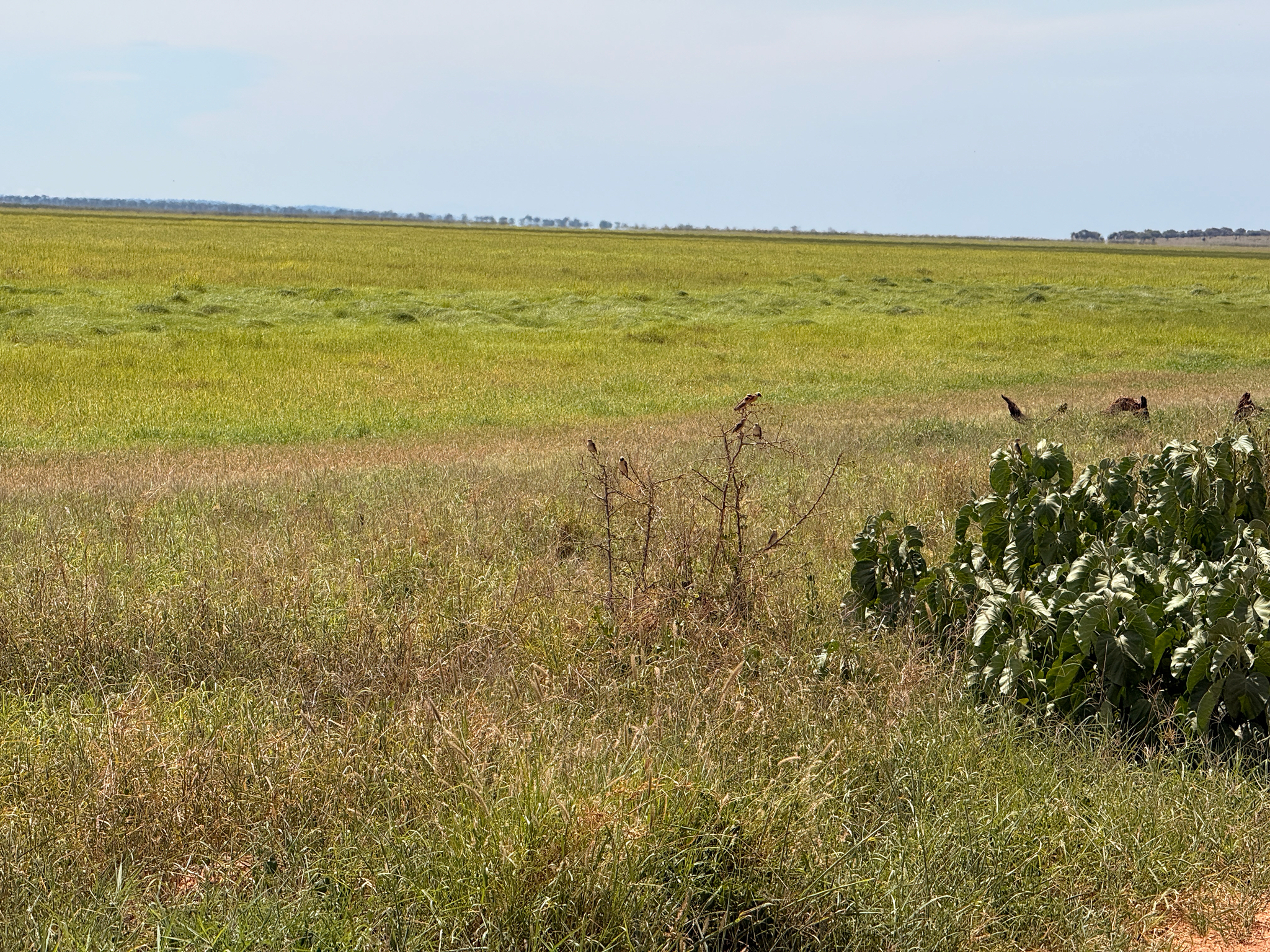 Red-billed Quelea (Quelea quelea), photo 10