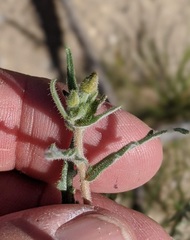 Mentzelia desertorum