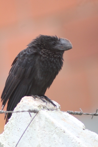 Smooth-billed Ani
