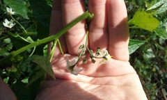 Solanum furcatum