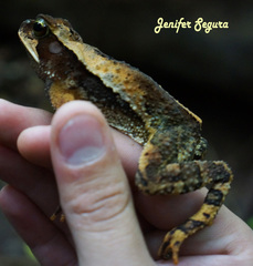 Incilius cavifrons
