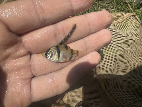 Halve-tijgerbarbeel (Puntigrus partipentazona) — Cyprinidae — 3