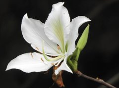 Bauhinia variegata candida