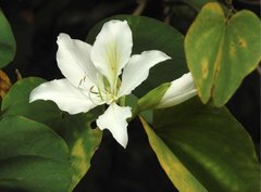 Bauhinia variegata candida