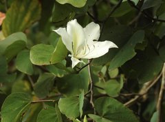 Bauhinia variegata candida