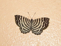 Hyphilaria thasus