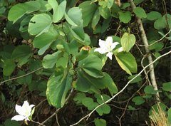 Bauhinia variegata candida