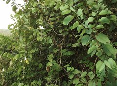 Bauhinia variegata candida