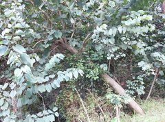 Bauhinia variegata candida