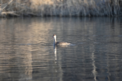 Red-crested Pochard
