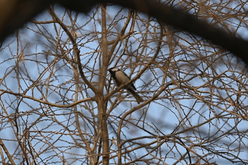 Asian Tit