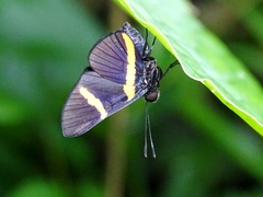 Isapis agyrtus